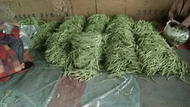 凌源市泰国扁豆 1cm以上 15cm以上