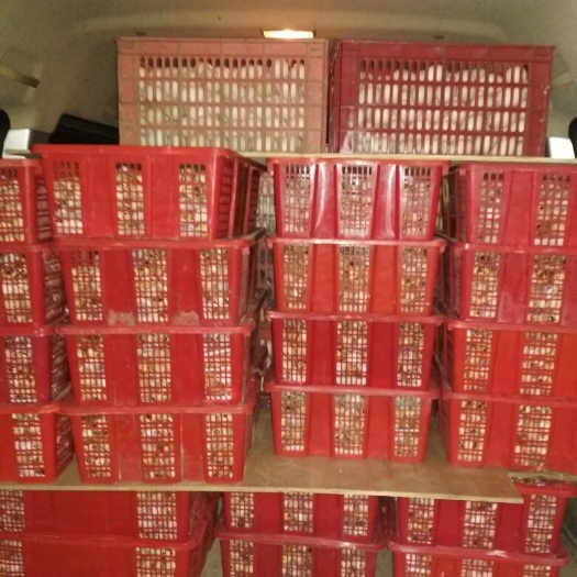江门鹌鹑蛋  70_72