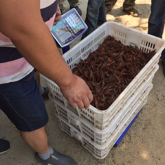 洪湖市小龙虾苗
