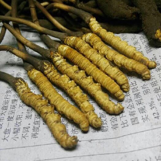 茂县冬虫夏草 草王