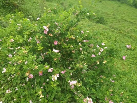 正安县土蜂蜜 塑料瓶装  2年