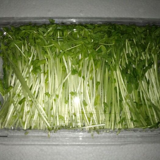 福州豌豆苗 15-20cm 人工种植 