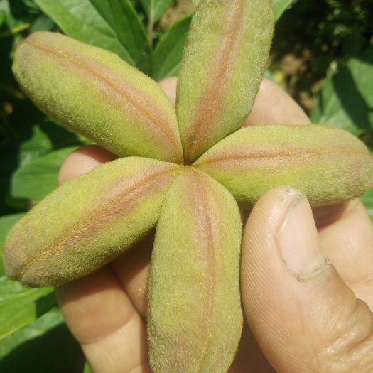 富平县 油用牡丹籽