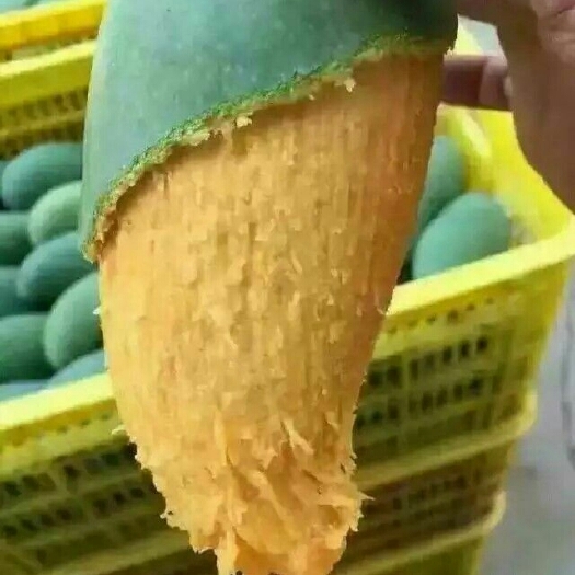 灵山县桂七芒果苗