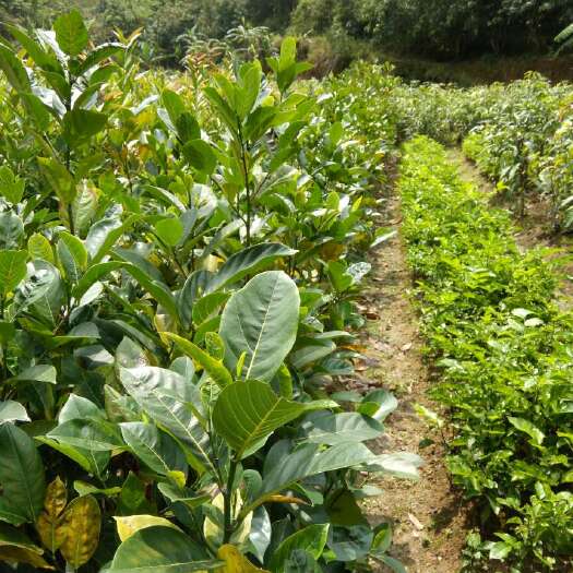 灵山县四季菠萝蜜苗 