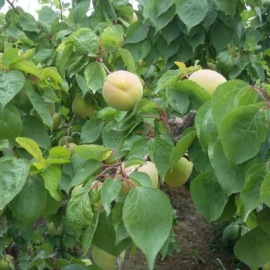大荔县凯特杏 50mm以上 