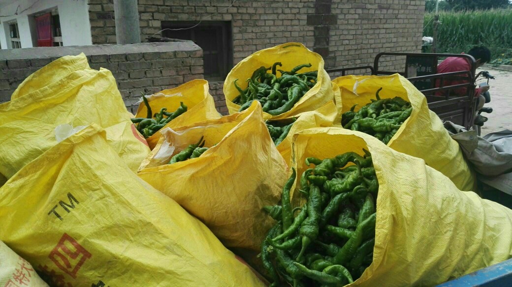  陕北螺丝椒  量大优惠  欢迎选购