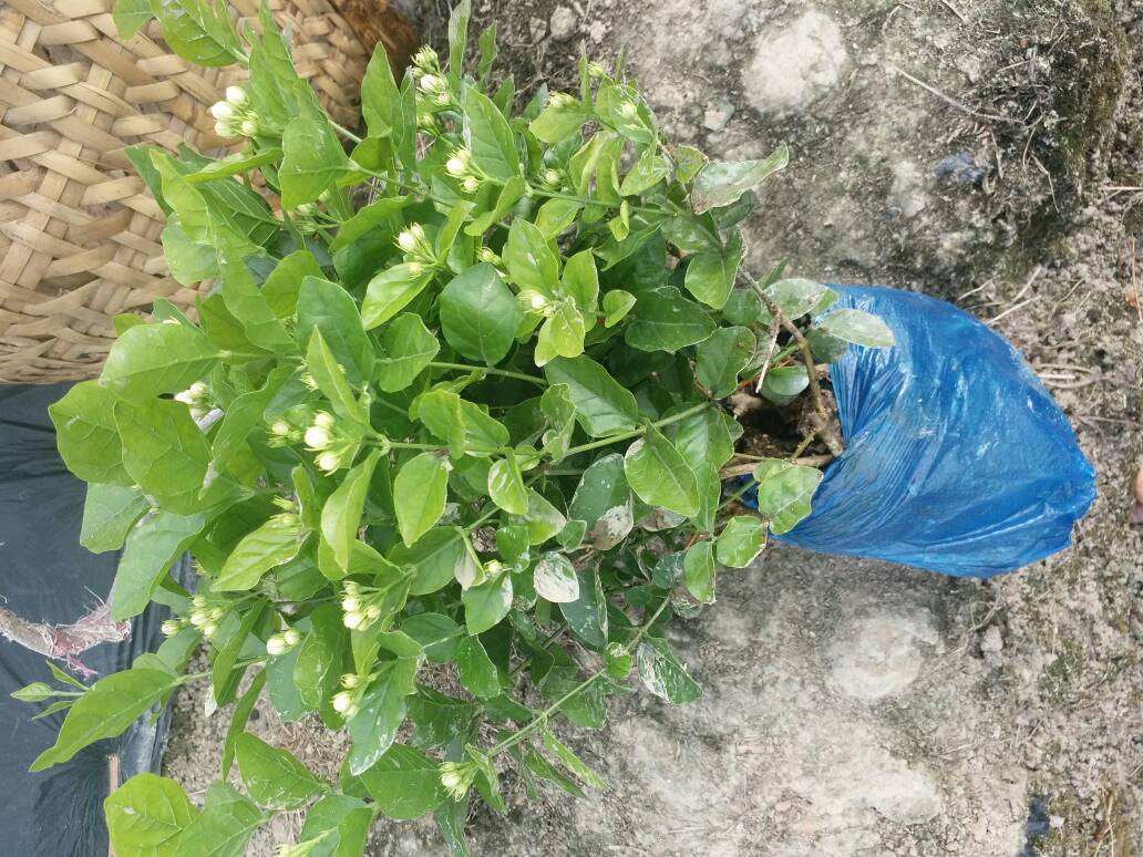 白色茉莉