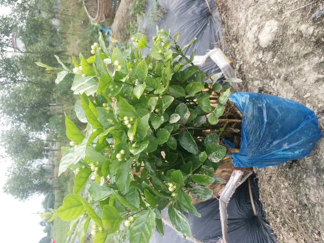 白色茉莉
