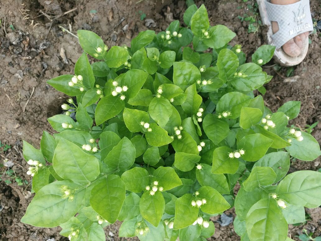 白色茉莉