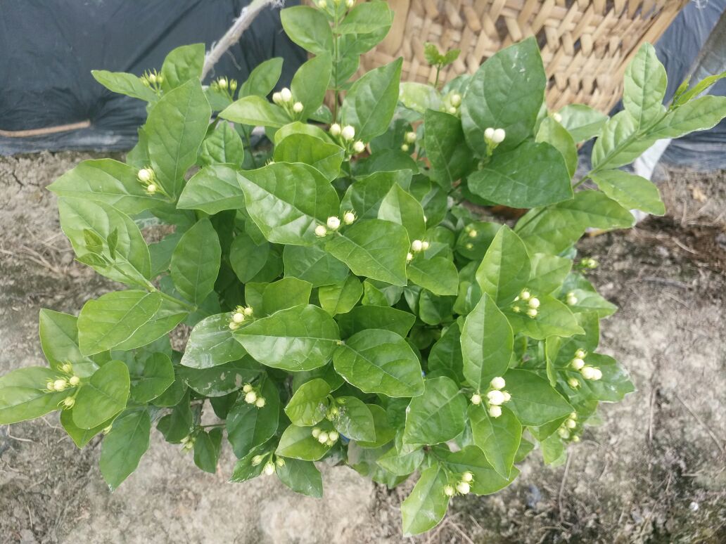 白色茉莉
