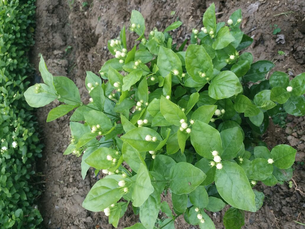 白色茉莉