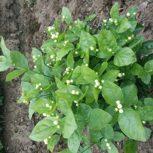 犍为县白色茉莉