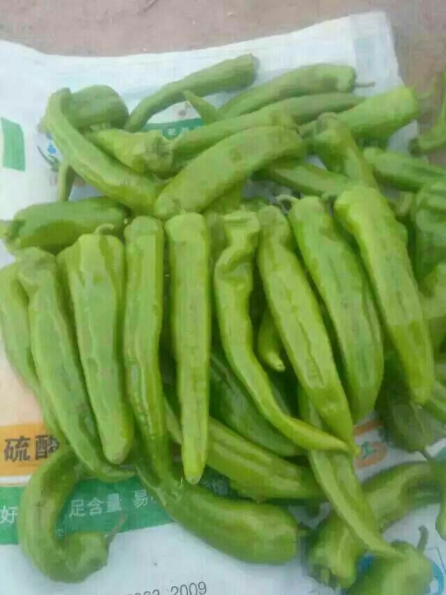  陕北螺丝椒  量大优惠  欢迎选购