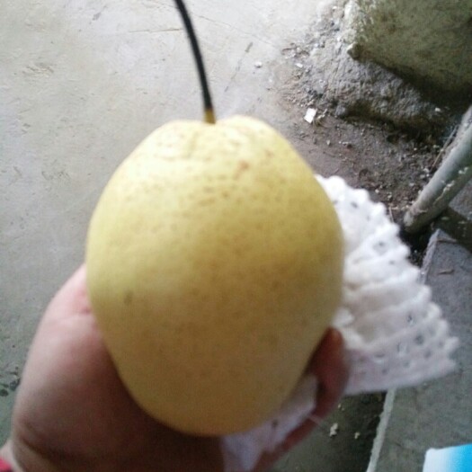 赵县雪梨 400-450g 80mm以上 