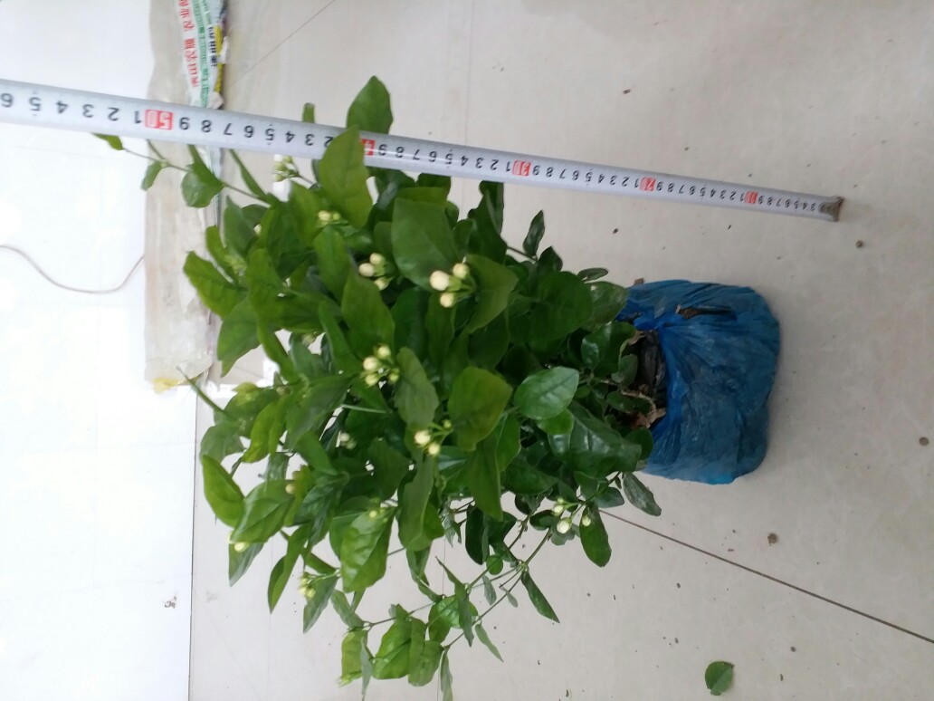白色茉莉