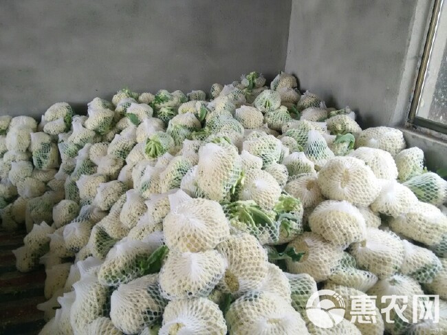 张北菜花 青梗散花松花菜 适中 2~3斤 张北县散花