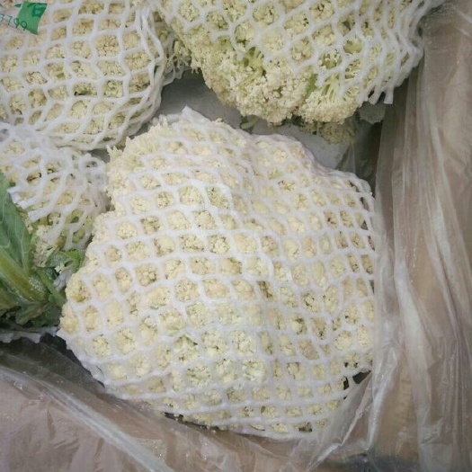 张北县张北菜花 青梗散花松花菜 适中 2~3斤 张北县散花