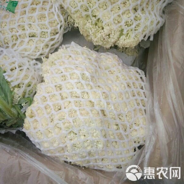 张北菜花 青梗散花松花菜 适中 2~3斤 张北县散花