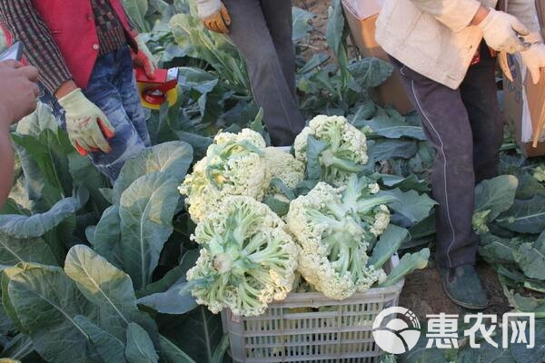 张北菜花 青梗散花松花菜 适中 2~3斤 张北县散花