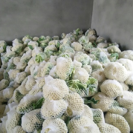 张北县沽源菜花 青梗散花松花菜 适中 2~3斤 沽源县散花