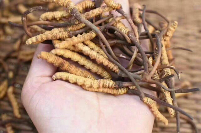 梅州野生虫草花
