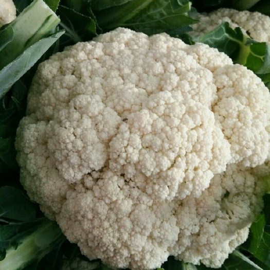 张北县白面青梗松花菜 适中 2~3斤