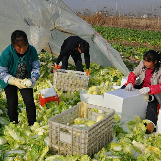 沽源娃娃菜 玲珑黄娃娃菜 沽源县黄心娃娃菜