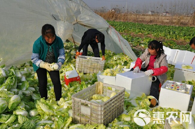 康保娃娃菜 玲珑黄娃娃菜 康保县黄心娃娃菜