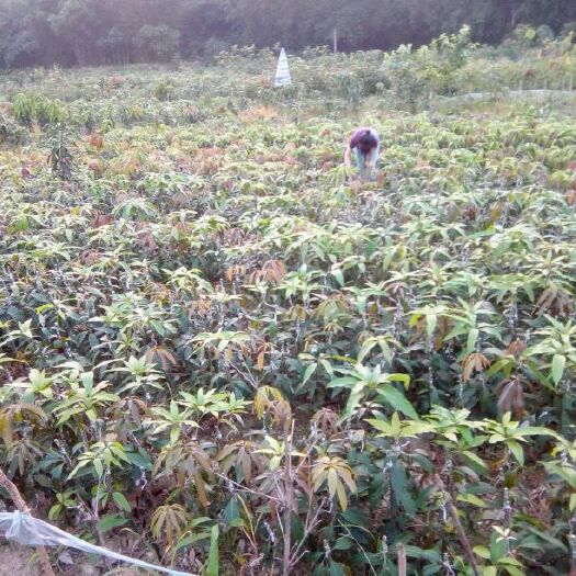 灵山县金煌芒果苗 带土球加快递费