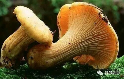 深圳松茸  5cm-7cm 半开伞 干货 