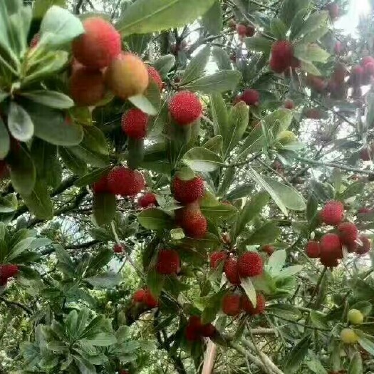 灵山县东魁苗