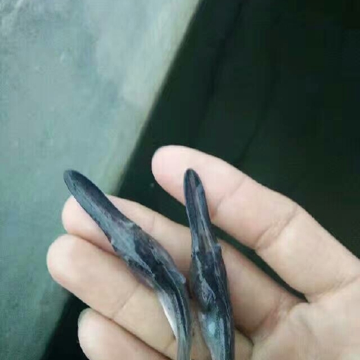 广州 鸭嘴鲟鱼苗匙吻鲟鱼苗6-12