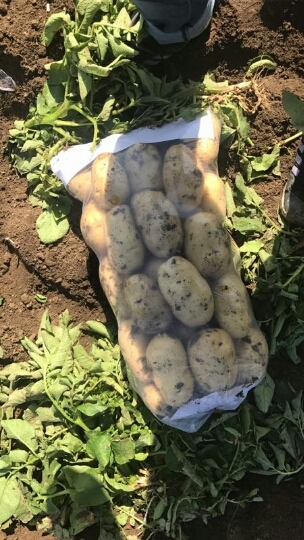 玉田县荷兰15号土豆 1两以上