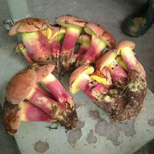 昆明 精品红牛肝菌