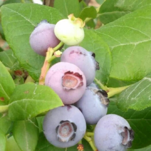 枣庄蓝丰蓝莓 10 - 12mm以上 鲜果