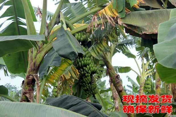 南宁皇帝蕉 七成熟