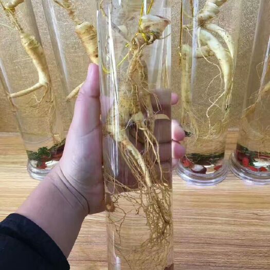 白城林下参人参 鲜参