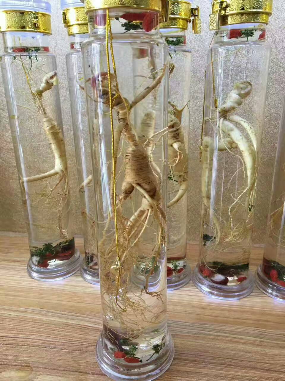 林下参人参 鲜参