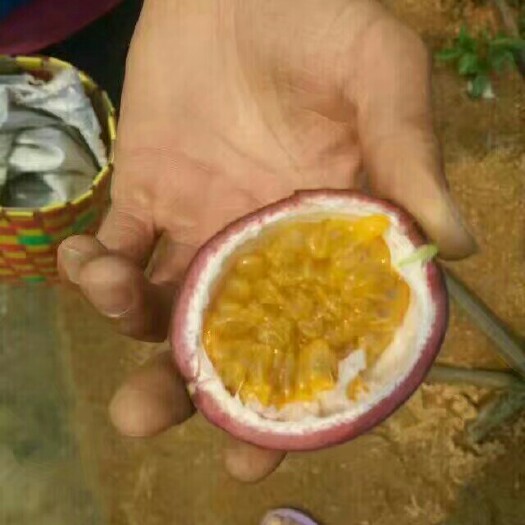 灵山县紫香一号百香果苗 