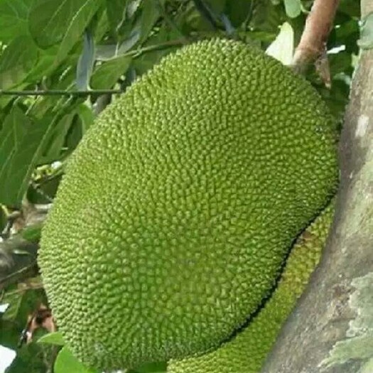 灵山县马来西亚一号菠萝蜜苗