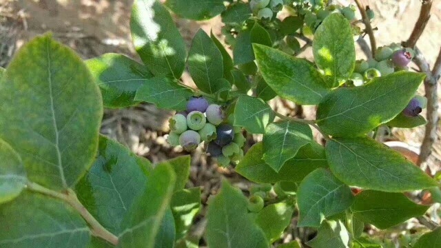 蓝丰蓝莓 鲜果 10 - 12mm以上