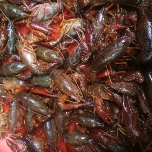 金湖县中国龙虾  456钱青红虾