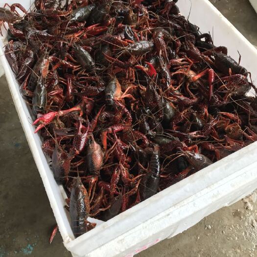 监利市小龙虾 湖北省荆州市监利县