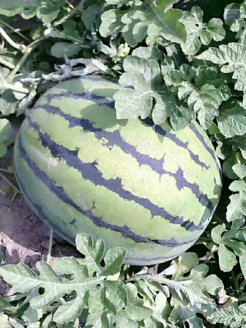 京欣西瓜  甜王西瓜价格甜王西瓜产地甜王西瓜价格西瓜行情