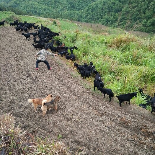 隆林县黑山羊 50-80斤