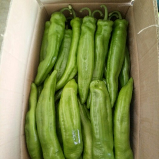 邯郸长椒 20cm以上 靑色 中辣 