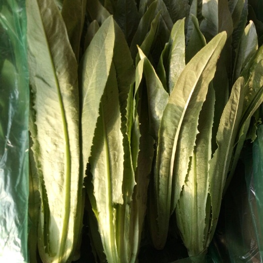 邯郸青油麦 35~40cm以上
