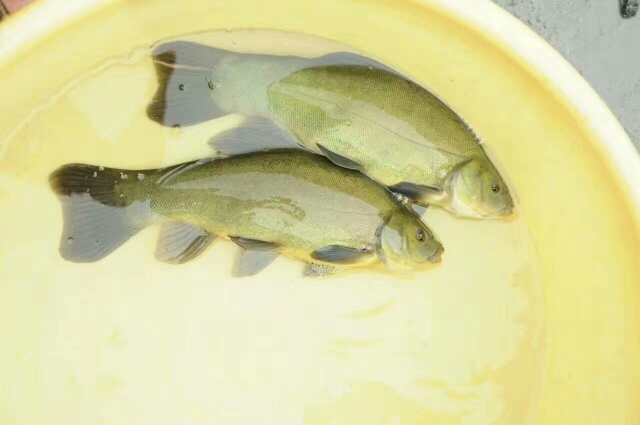 肇庆丁桂鱼苗  全国供应 丁岁鱼苗