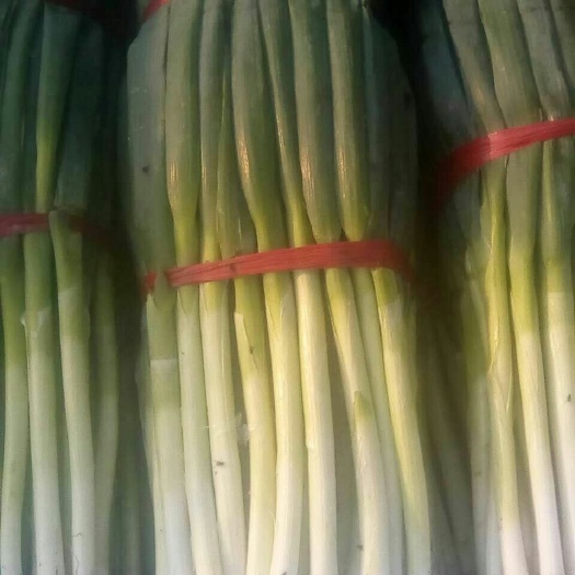 泰安铁杆大葱  大葱常年供应，货源充足